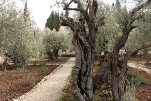 Garden of Gethsemane